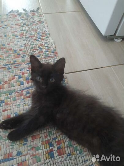 Котик в добрые руки