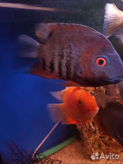 Северум красноплечий