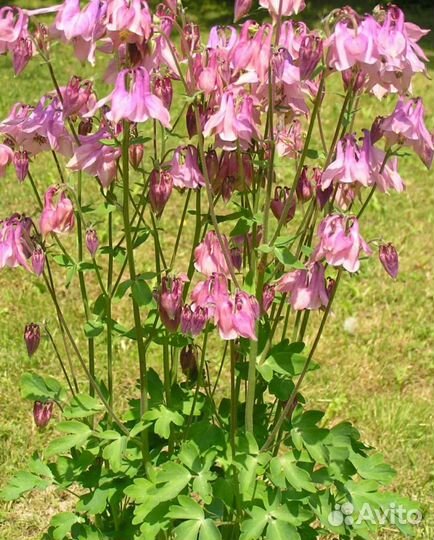 Аквилегия водосбор