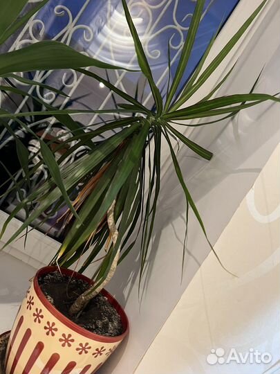 Цветы: алоэ вера, пальмы, денежное дерево