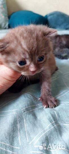 Шотландские котята