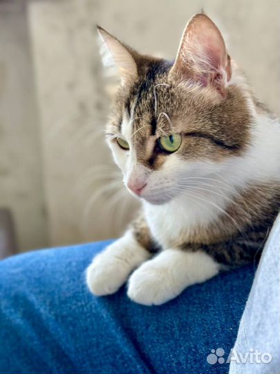 Отдам в добрые руки