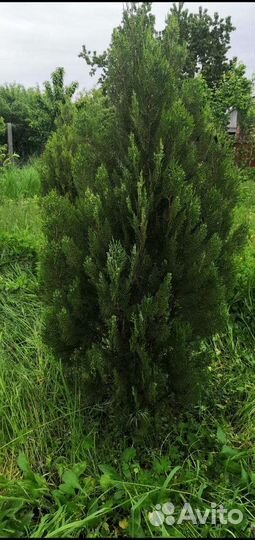 Туи в наличии