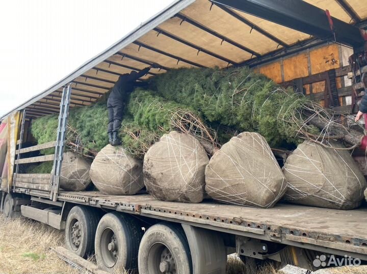 Ель голубая с доставкой