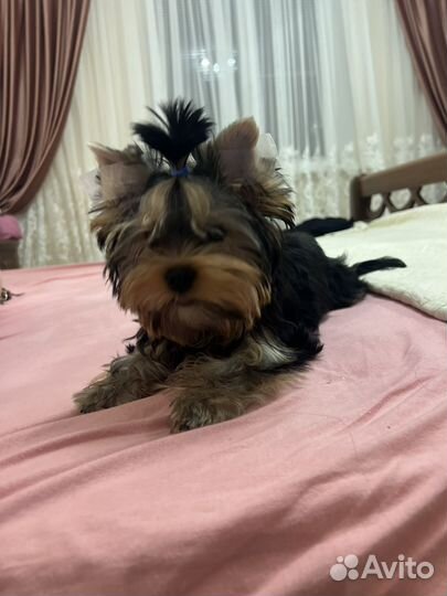 Йоркширский терьер щенки девочка