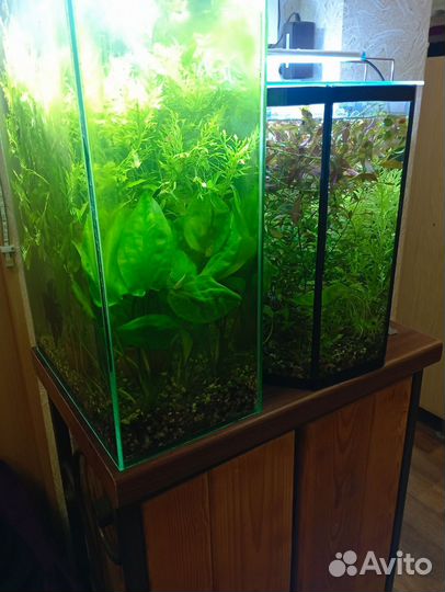 Растение для аквариума