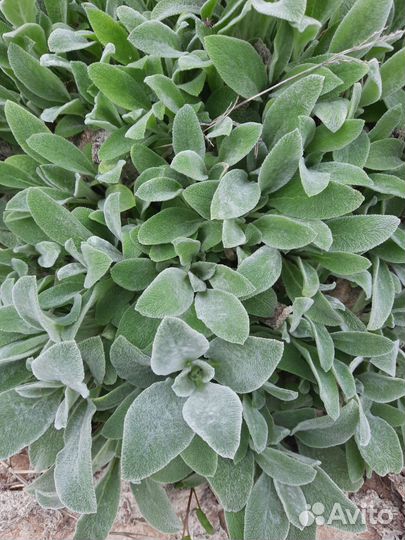 Стахис (заичьи ушки)