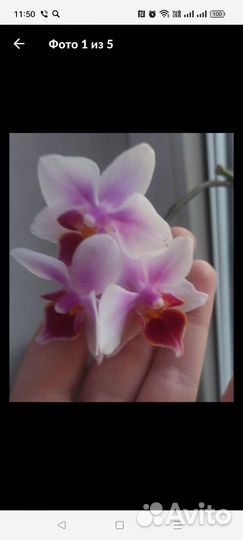 Орхидея бабочка