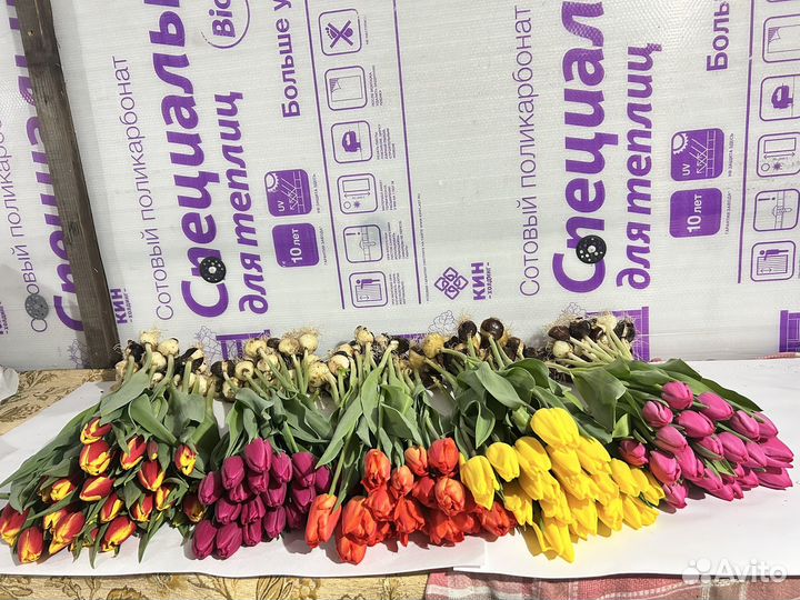 Продам тюльпан