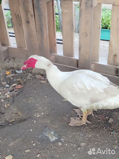 Мускусные утки индоутки