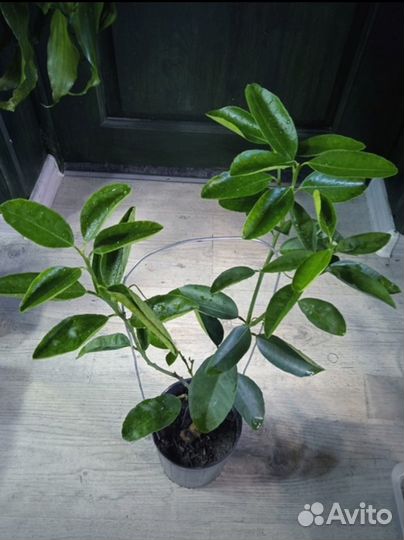 Танжело Агли, 