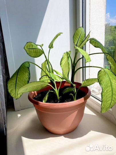 Диффенбахия