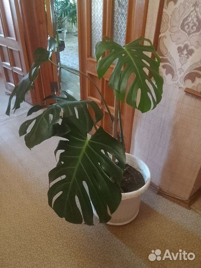 Разные монстеры и растения