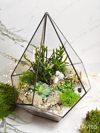 Флорариум суккуленты