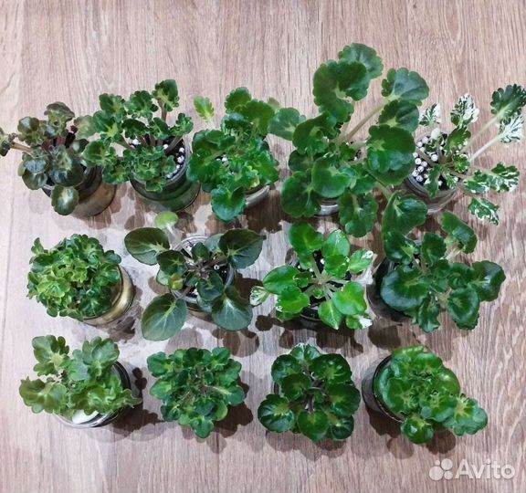 Набор мини фиалок с Girl листвой