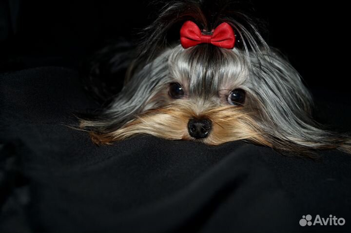 Шедевральная крошечная девочка йорк