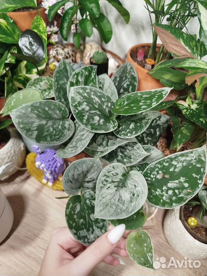 Сциндапсус Сильвер Энн (Анна)