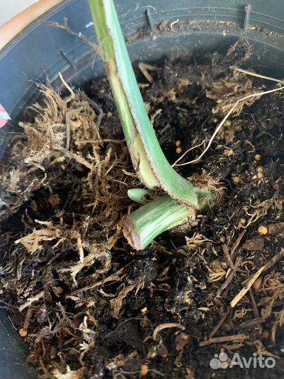 Монстера альба вариегатная в горшке