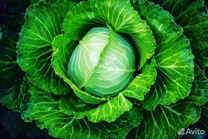 Рассада капусты