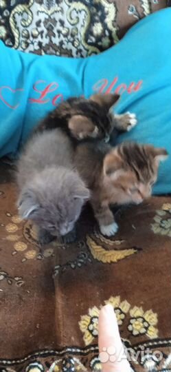 Котята вислоухие, мальчики в дар
