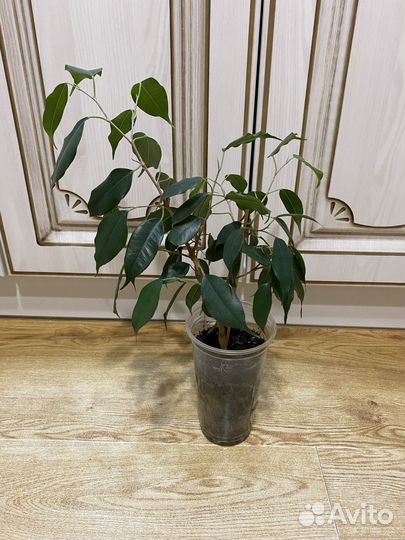Фикус бенджамина наташа