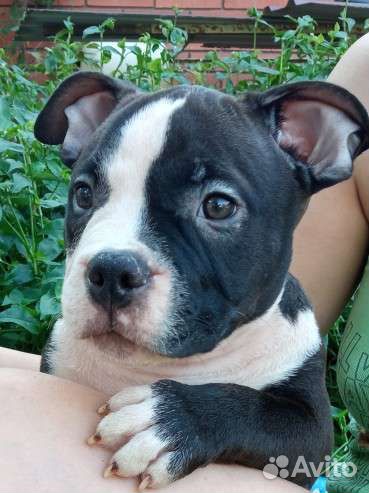 Американский булли