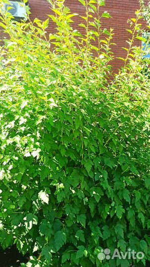 Декоративные кустарники, садовые растения