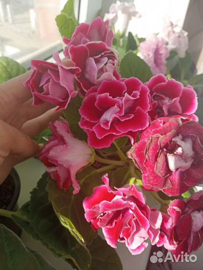 Глоксиния махровая