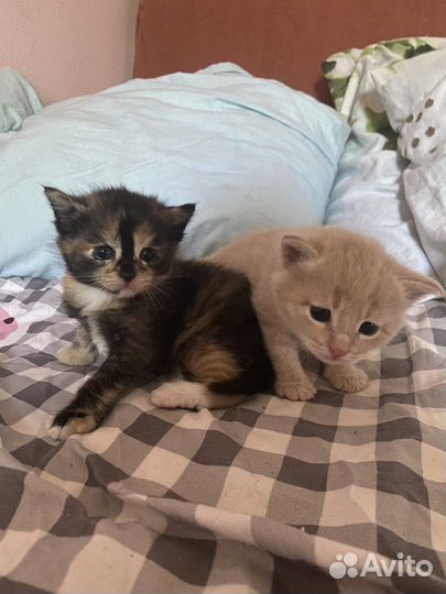 Другие породы