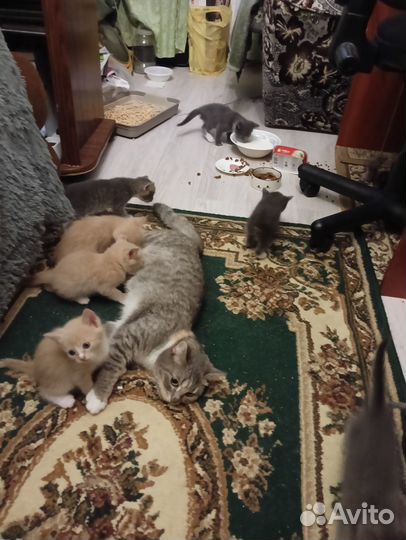 Котята в добрые руки