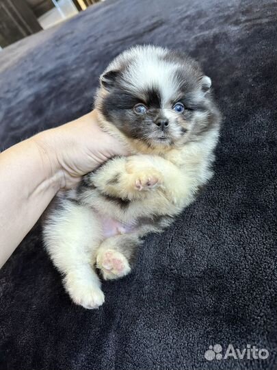 Мультиколор голубые глаза щенки шпица