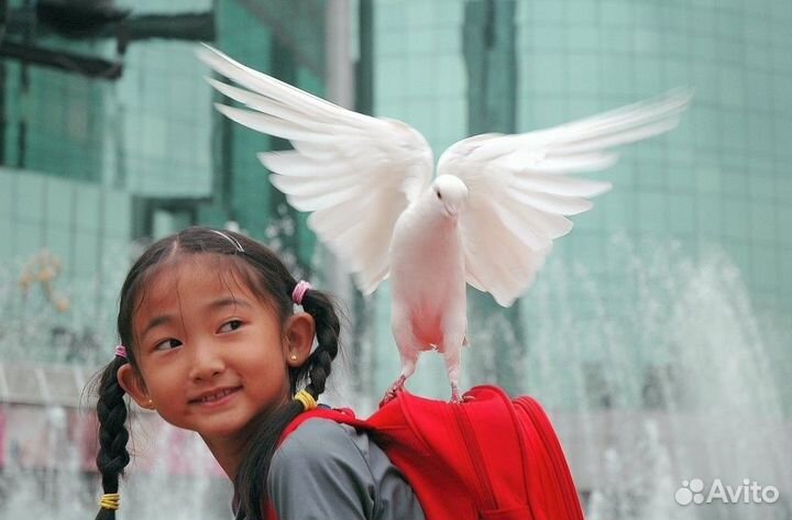 Репетитор по китайскому языку