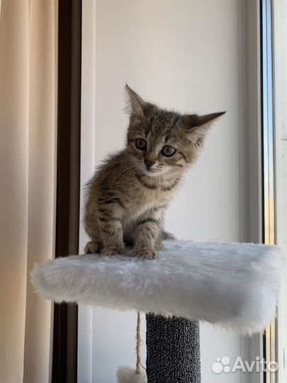 Отдам в добрые руки котенка девочку