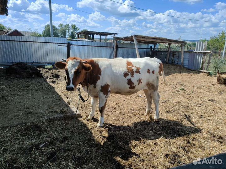 Телка 1.5 года