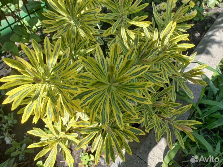 Эуфорбия Ascot Rainbow