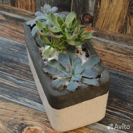 Суккуленты в кашпо, эхеверии и крассула