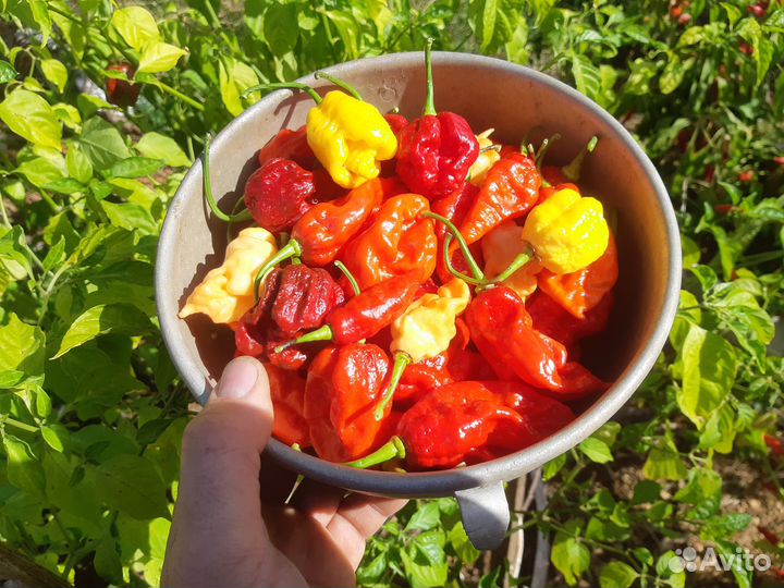 Рассада сверх острых перцев