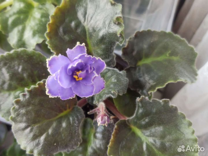 Фиалки сортовые