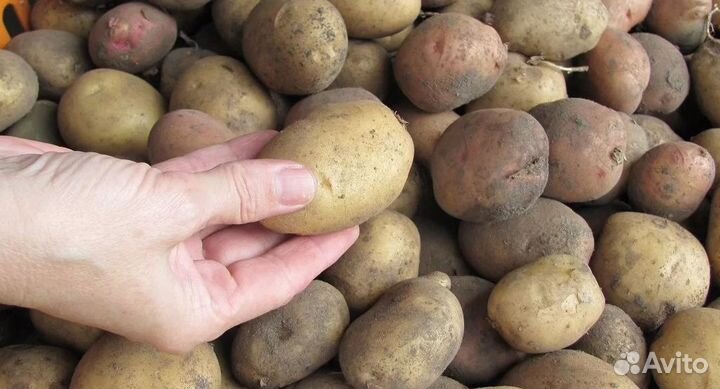 Семенной картофель