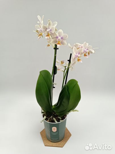Орхидея Фаленопсис Мелисса Melissa