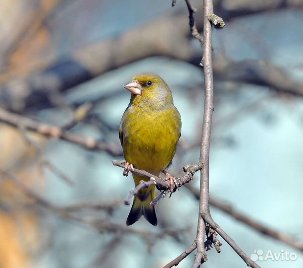 Зеленушка самцы