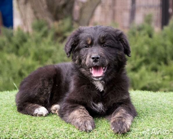 Австралийская овчарка Ф1 (микс)