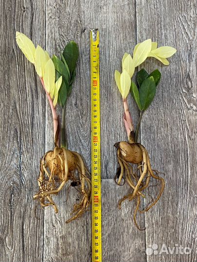 Замиокулькас Акебоно