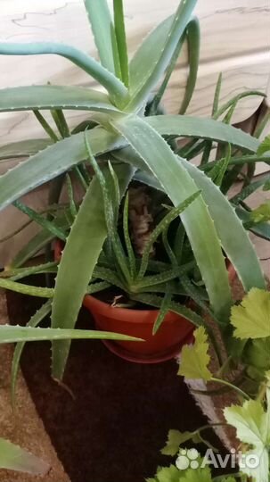 Комнатные цветы алоэ