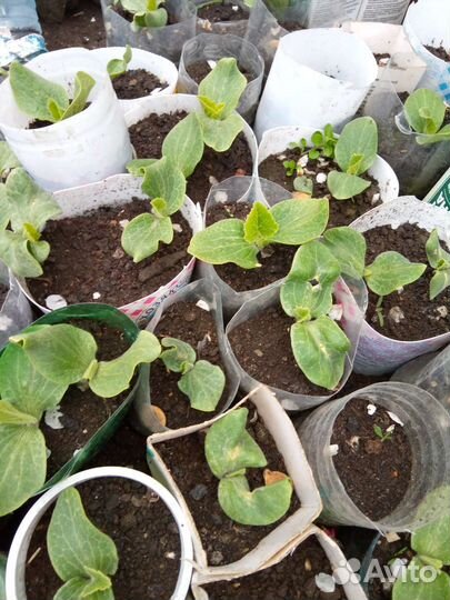 Рассада помидор