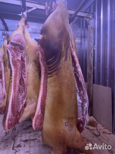 Свинина опаленная Воронеж, сало,салонина, говядина