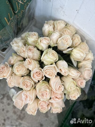 Розы эквадор, букет 51 роза, 101роза пионы