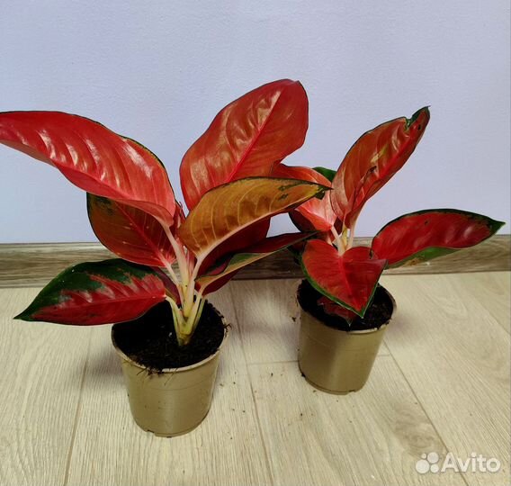 Аглаонема Рэд стар/Ред стар