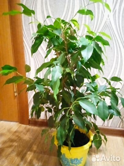 Фикус бенджамина