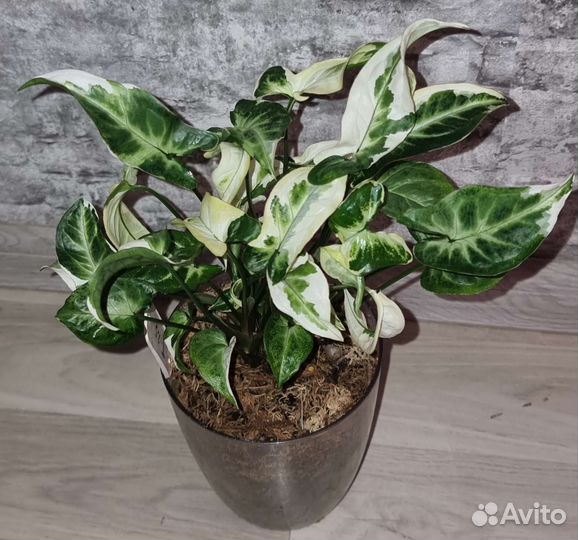 Монстера мега делициоза,пинатипартитта и тд